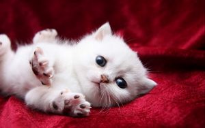 Preview wallpaper kitten, white, beautiful