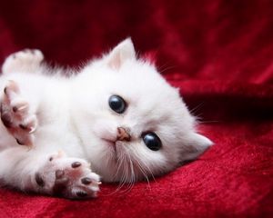 Preview wallpaper kitten, white, beautiful