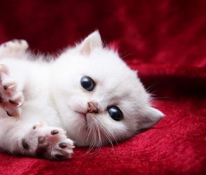 Preview wallpaper kitten, white, beautiful