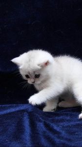 Preview wallpaper kitten, white, blue, silk