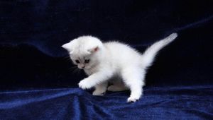 Preview wallpaper kitten, white, blue, silk