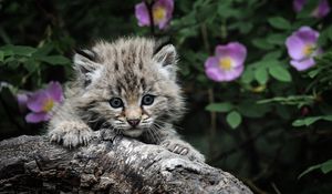 Preview wallpaper kitten, white, fluffy, baby, face, tree