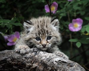 Preview wallpaper kitten, white, fluffy, baby, face, tree