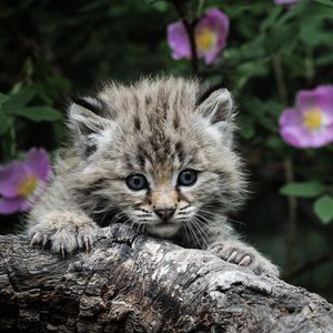 Preview wallpaper kitten, white, fluffy, baby, face, tree