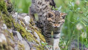 Preview wallpaper kitten, wild cat, cat, grin, grass, walk