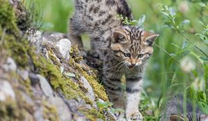 Preview wallpaper kitten, wild cat, cat, grin, grass, walk