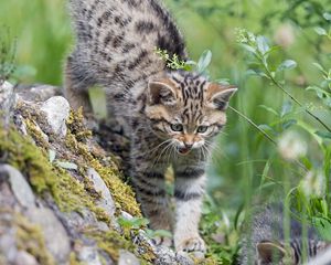 Preview wallpaper kitten, wild cat, cat, grin, grass, walk