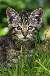 Preview wallpaper kitten, wild, grass