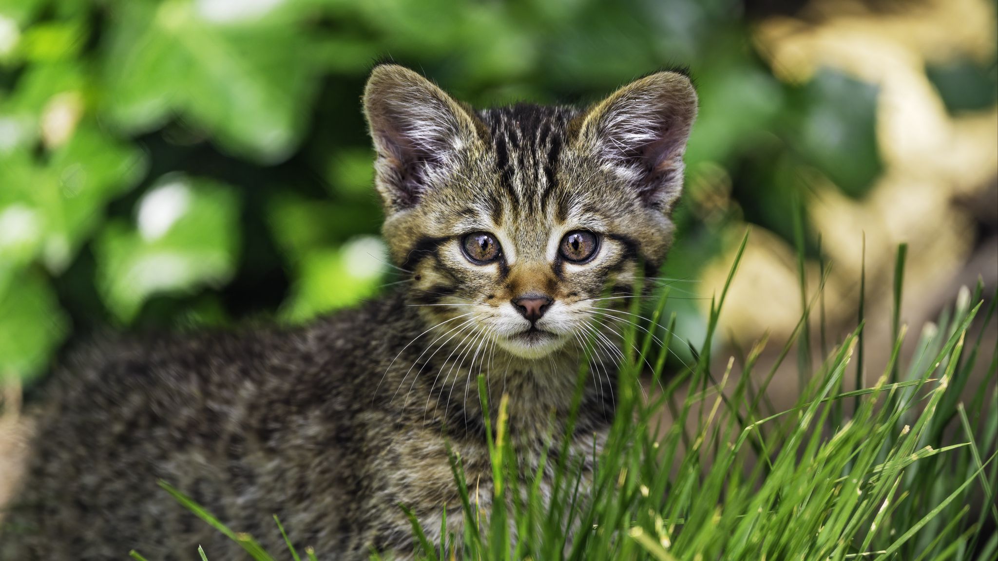 2048x1152 Wallpaper kitten, wild, grass
