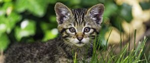 Preview wallpaper kitten, wild, grass