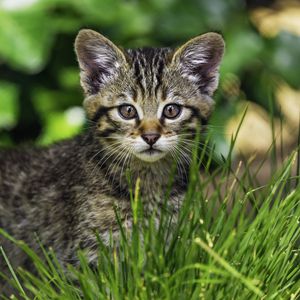 Preview wallpaper kitten, wild, grass