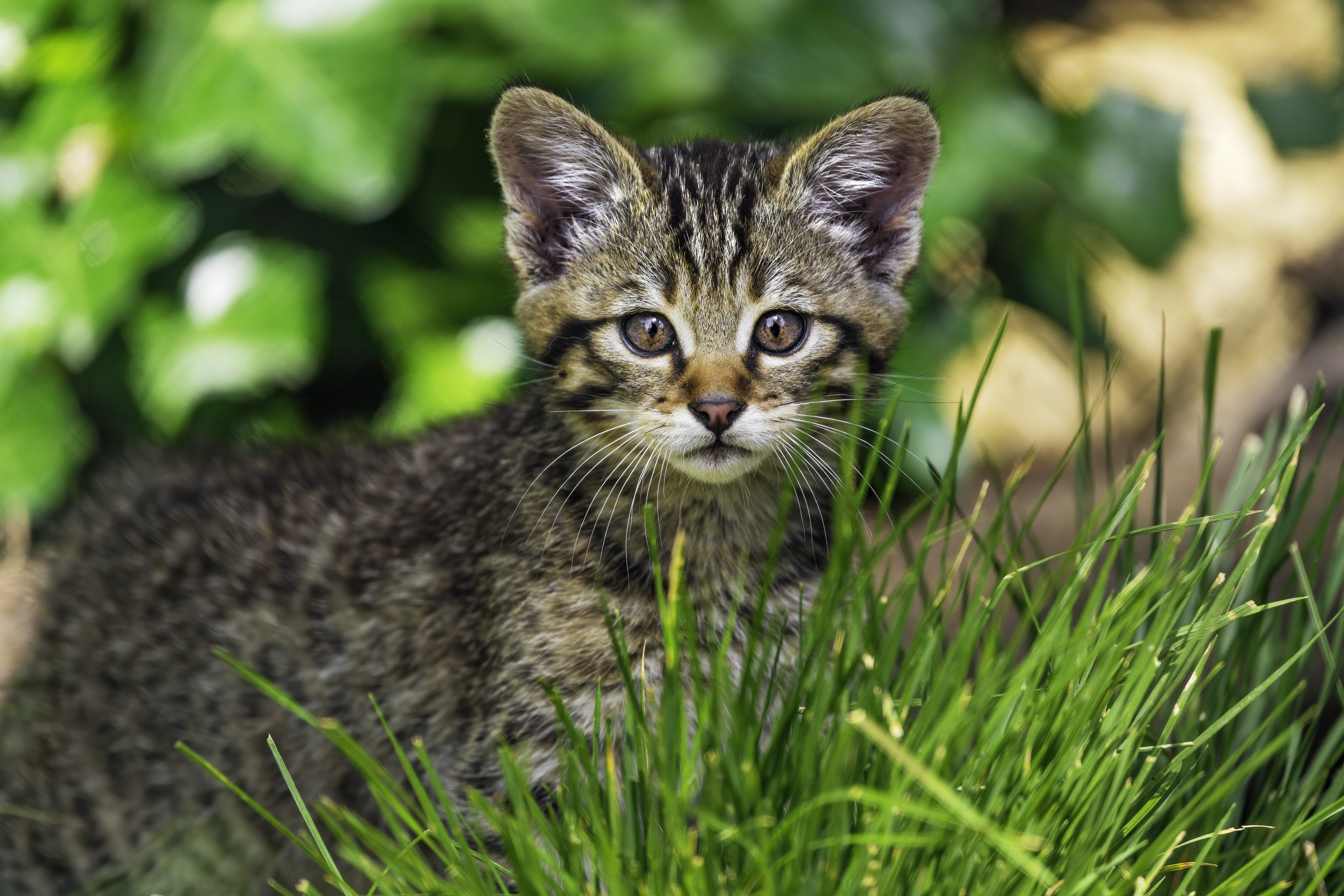 5371x3581 Wallpaper kitten, wild, grass