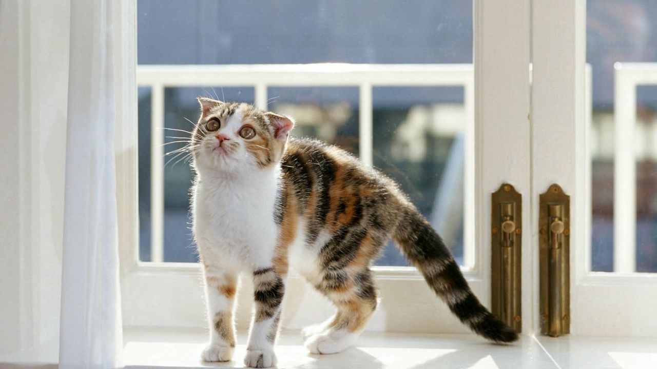 Wallpaper kitten, window seat, sit