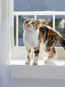 Preview wallpaper kitten, window seat, sit