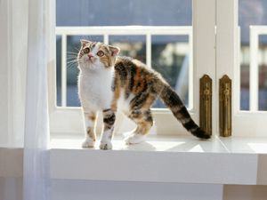 Preview wallpaper kitten, window seat, sit