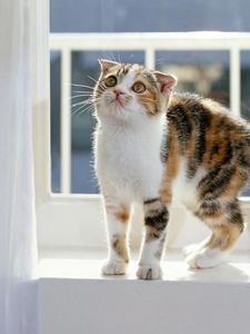 Preview wallpaper kitten, window sill, striped, care