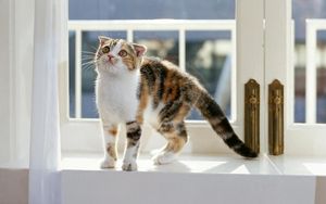 Preview wallpaper kitten, window sill, striped, care