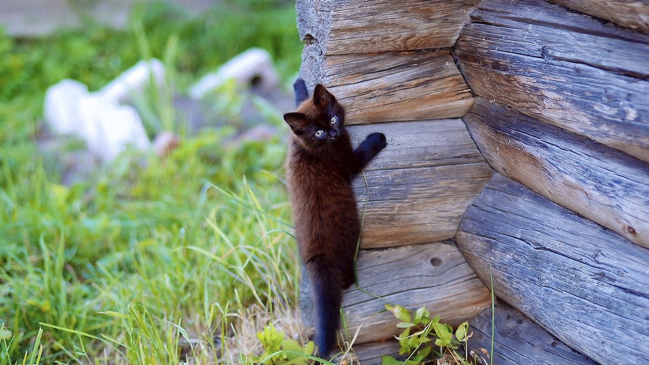 Wallpaper kitten, wooden, climb, playful