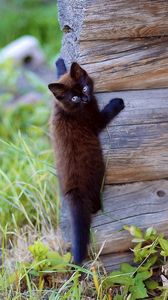 Preview wallpaper kitten, wooden, climb, playful