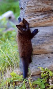 Preview wallpaper kitten, wooden, climb, playful