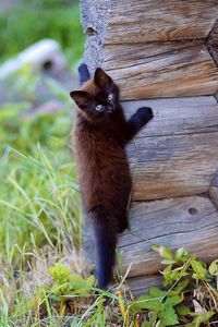 Preview wallpaper kitten, wooden, climb, playful