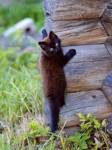 Preview wallpaper kitten, wooden, climb, playful