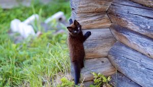 Preview wallpaper kitten, wooden, climb, playful