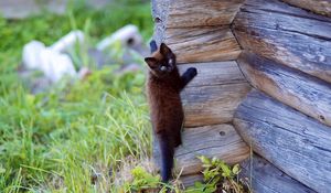 Preview wallpaper kitten, wooden, climb, playful