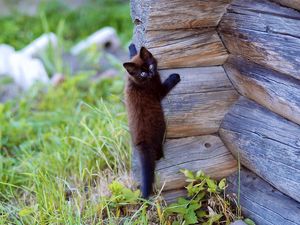 Preview wallpaper kitten, wooden, climb, playful