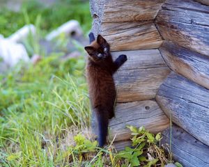 Preview wallpaper kitten, wooden, climb, playful