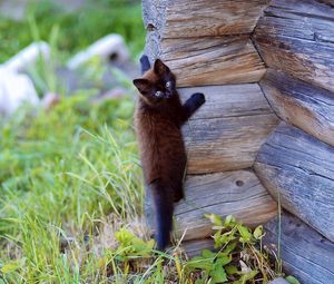Preview wallpaper kitten, wooden, climb, playful