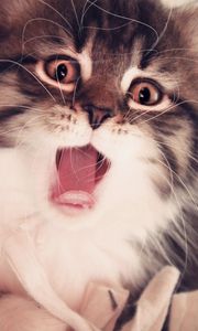 Preview wallpaper kitten, yawn, fluffy, baby