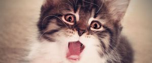 Preview wallpaper kitten, yawn, fluffy, baby