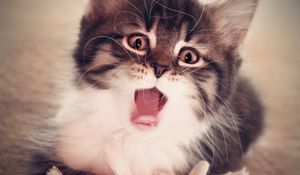 Preview wallpaper kitten, yawn, fluffy, baby
