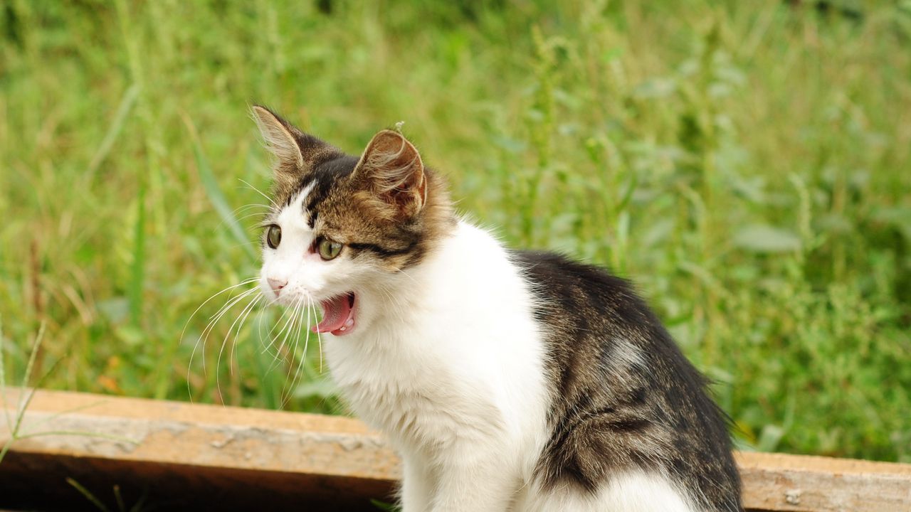 Wallpaper kitten, yawn, spotted, grass