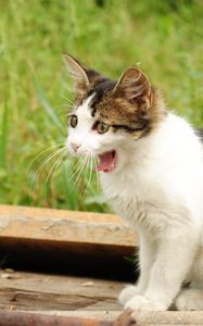 Preview wallpaper kitten, yawn, spotted, grass