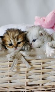 Preview wallpaper kittens, basket, cute, toy