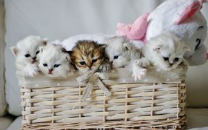 Preview wallpaper kittens, basket, cute, toy