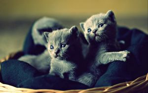 Preview wallpaper kittens, basket, cute