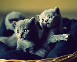 Preview wallpaper kittens, basket, cute