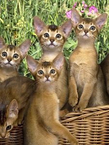 Preview wallpaper kittens, basket, flowers, a lot of