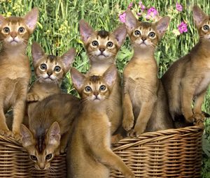 Preview wallpaper kittens, basket, flowers, a lot of