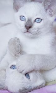 Preview wallpaper kittens, blue eyes, couple, playful