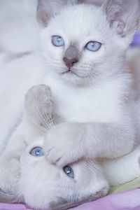 Preview wallpaper kittens, blue eyes, couple, playful