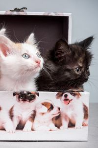 Preview wallpaper kittens, box, tangle