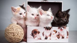Preview wallpaper kittens, box, tangle