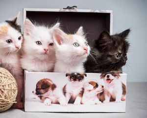 Preview wallpaper kittens, box, tangle