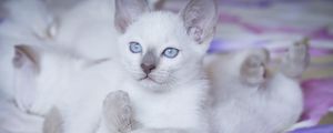 Preview wallpaper kittens, bright, color, playful