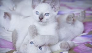 Preview wallpaper kittens, bright, color, playful