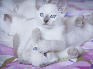 Preview wallpaper kittens, bright, color, playful